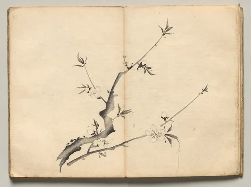 Cherry from Ōkyo Picture Book by Maruyama Ōkyo (円山応挙), book, 1850