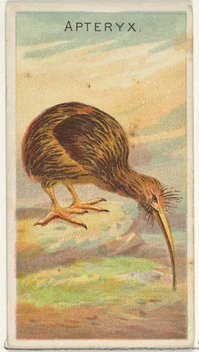 Apteryx, from the Birds of the Tropics series (N5) for Allen & Ginter Cigarettes Brands by Allen & Ginter, print, 1889