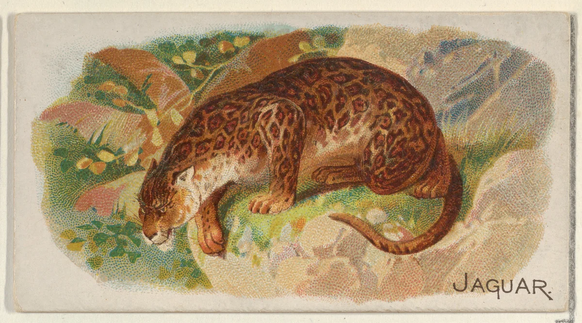 Jaguar, from the Quadrupeds series (N21) for Allen & Ginter Cigarettes by Allen & Ginter, print, 1890