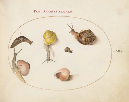 Plate 62: A Slug with Snails by Joris Hoefnagel, drawing, 1570-1599