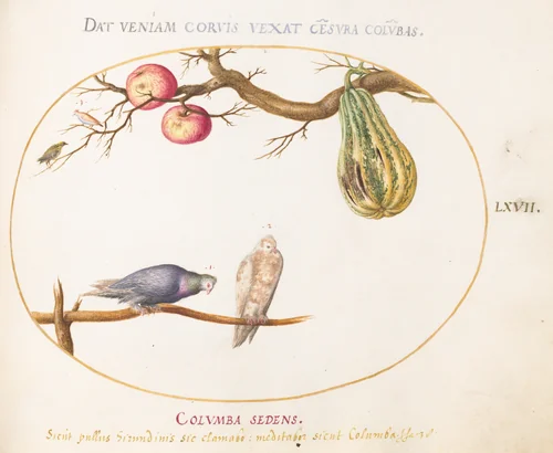 Plate 67: Two Doves beneath a Gourd and Apples by Joris Hoefnagel, drawing, 1570-1599