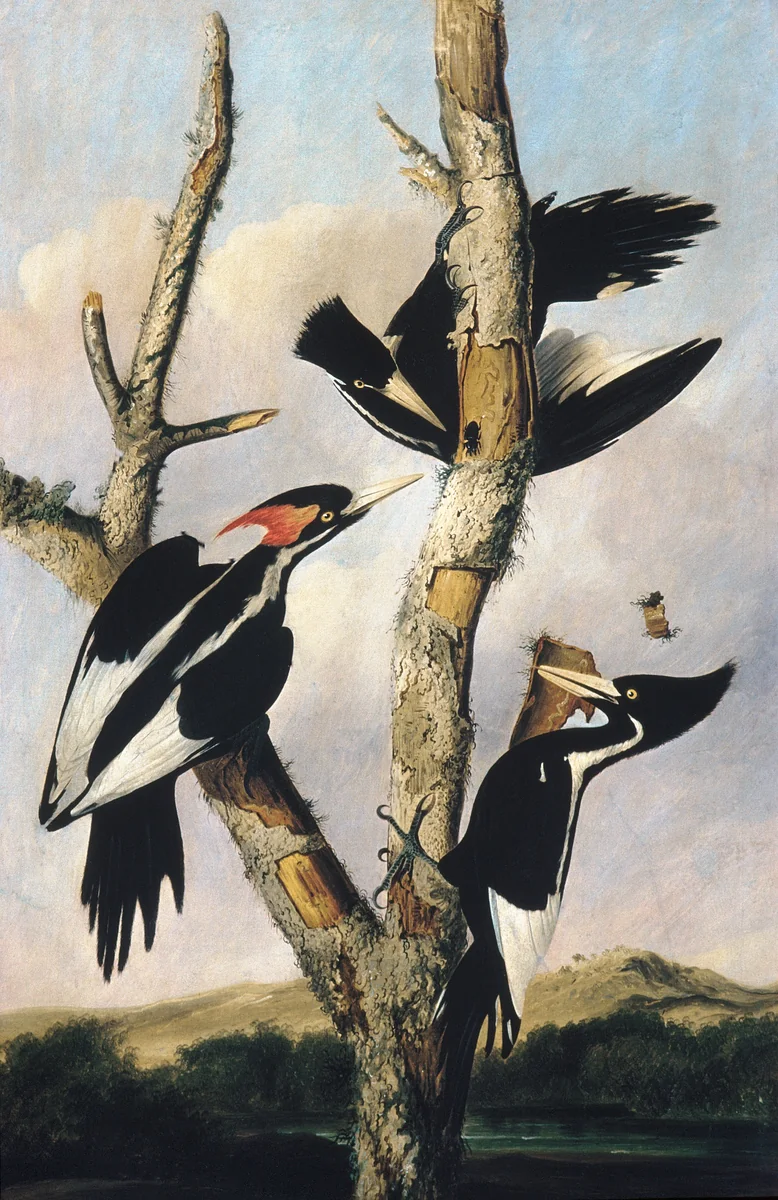 Ivory-billed Woodpeckers by Joseph Bartholomew Kidd, artwork, 1827-1831