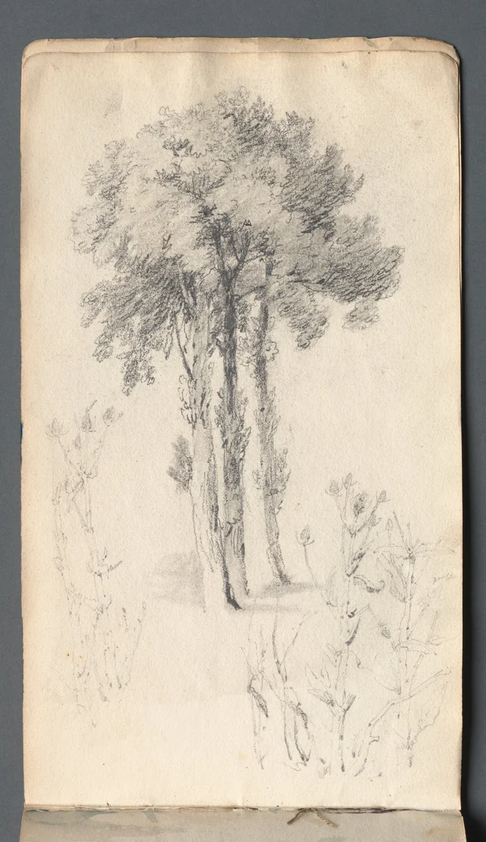 Sketchbook: Tree Study by Samuel Prout, book, 1814