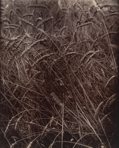 Blés by Eugène Atget, photograph, 1900