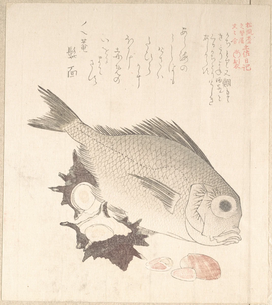 Tai Fish and Top-Shells by Kubo Shunman (窪俊満), print, 1800-1899