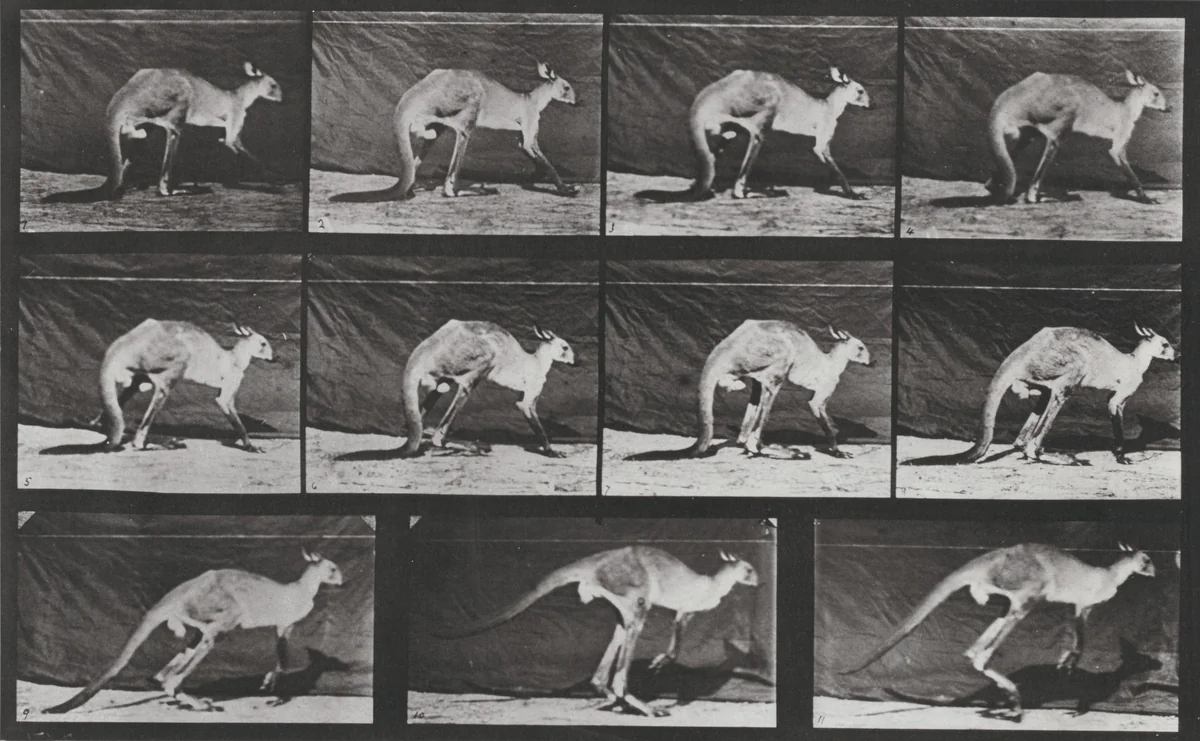 Plate Number 751. Kangaroo walking on all fours, changing to jumping by Eadweard Muybridge, photograph, 1887