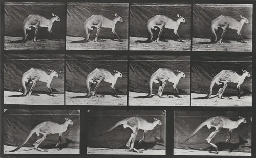 Plate Number 751. Kangaroo walking on all fours, changing to jumping by Eadweard Muybridge, photograph, 1887