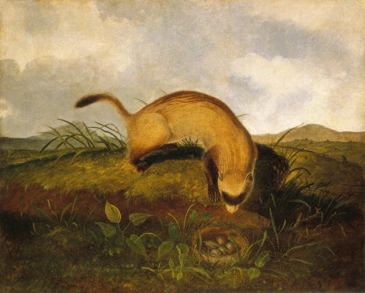 Black-Footed Ferret by John Woodhouse Audubon, painting, 1840-1846