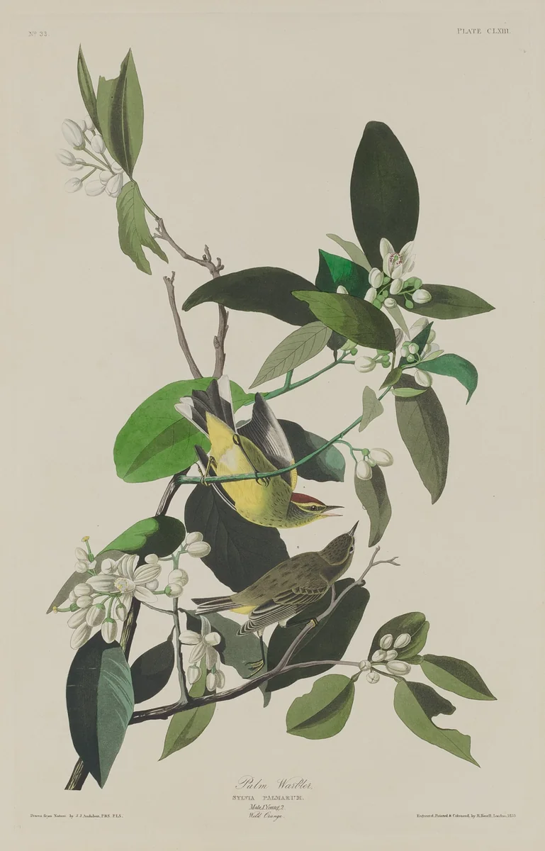 Palm Warbler by Robert Havell, Jr.; John James Audubon, print, 1833