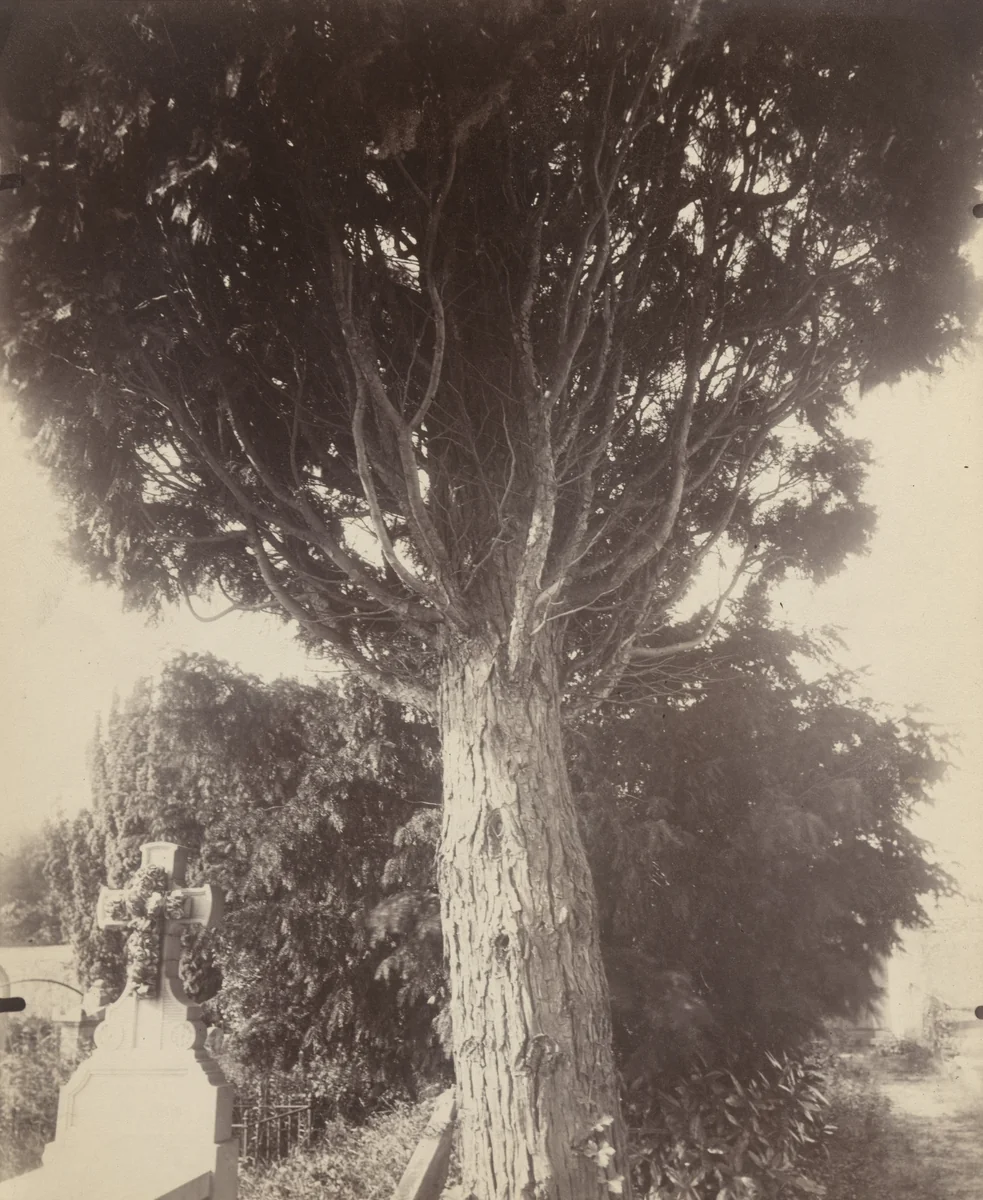 Cyprès by Eugène Atget, photograph, 1923