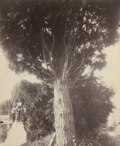 Cyprès by Eugène Atget, photograph, 1923