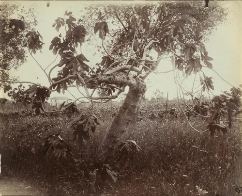 Figuier by Eugène Atget, photograph, 1900