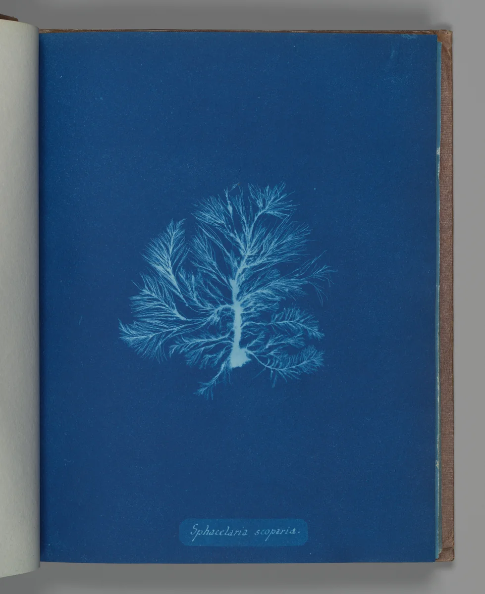 Sphacelaria scoparia by Anna Atkins, photograph, 1851-1855