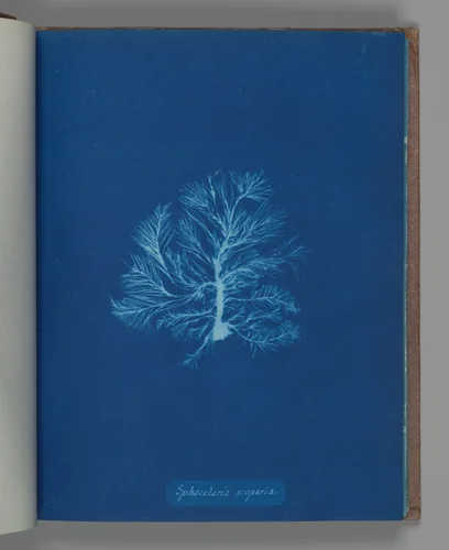 Sphacelaria scoparia by Anna Atkins, photograph, 1851-1855
