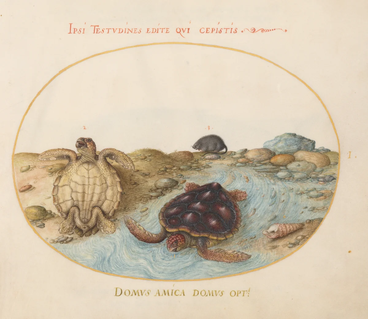 Plate 1: Two Loggerhead or Green Sea Turtles, a Muskrat, and Shells by Joris Hoefnagel, drawing, 1570-1599