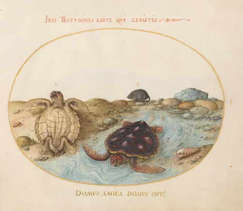 Plate 1: Two Loggerhead or Green Sea Turtles, a Muskrat, and Shells by Joris Hoefnagel, drawing, 1570-1599