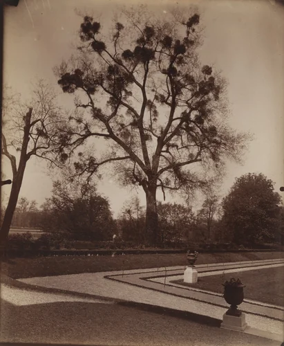 Arbres, Bagatelle by Eugène Atget, photograph, 1922