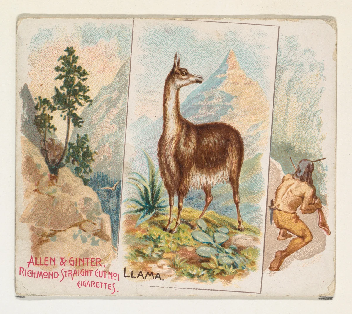 Llama, from Quadrupeds series (N41) for Allen & Ginter Cigarettes by Allen & Ginter, print, 1890
