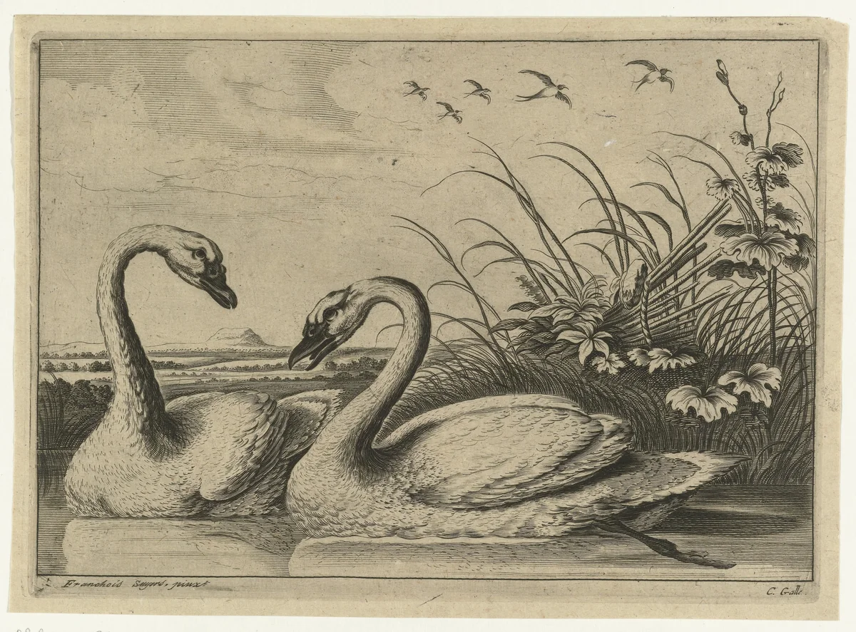 Twee zwanen by Peter van Liesebetten, print, 1654-1678