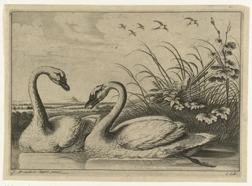 Twee zwanen by Peter van Liesebetten, print, 1654-1678