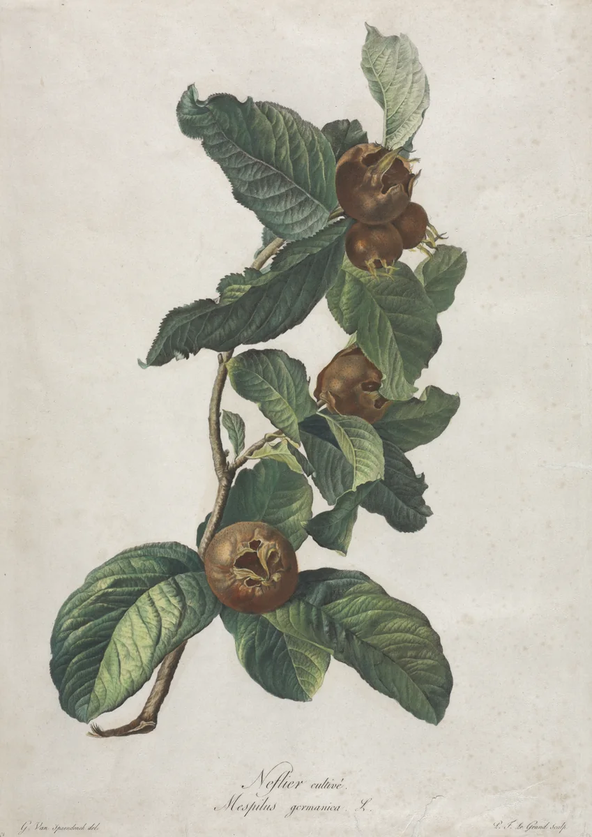 Cultivated Medlar (Mespilus germanica) by Gerard van Spaendonck, print, 1795-1805