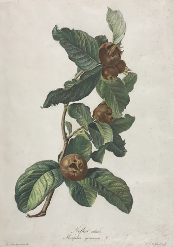 Cultivated Medlar (Mespilus germanica) by Gerard van Spaendonck, print, 1795-1805