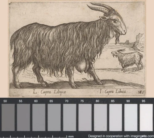 Libische geit by Antonio Tempesta, print, 1565-1630