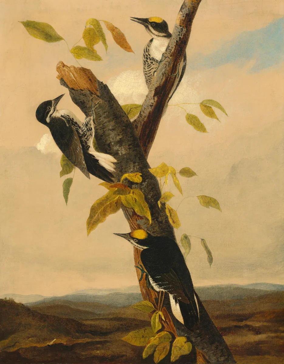 Black-Backed Three-Toed Woodpecker by Joseph Bartholomew Kidd, painting, 1831-1833