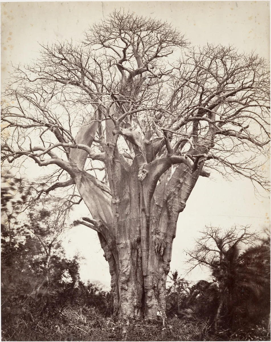 Baobab à Mohéli by Désiré Charnay, photograph, 1863