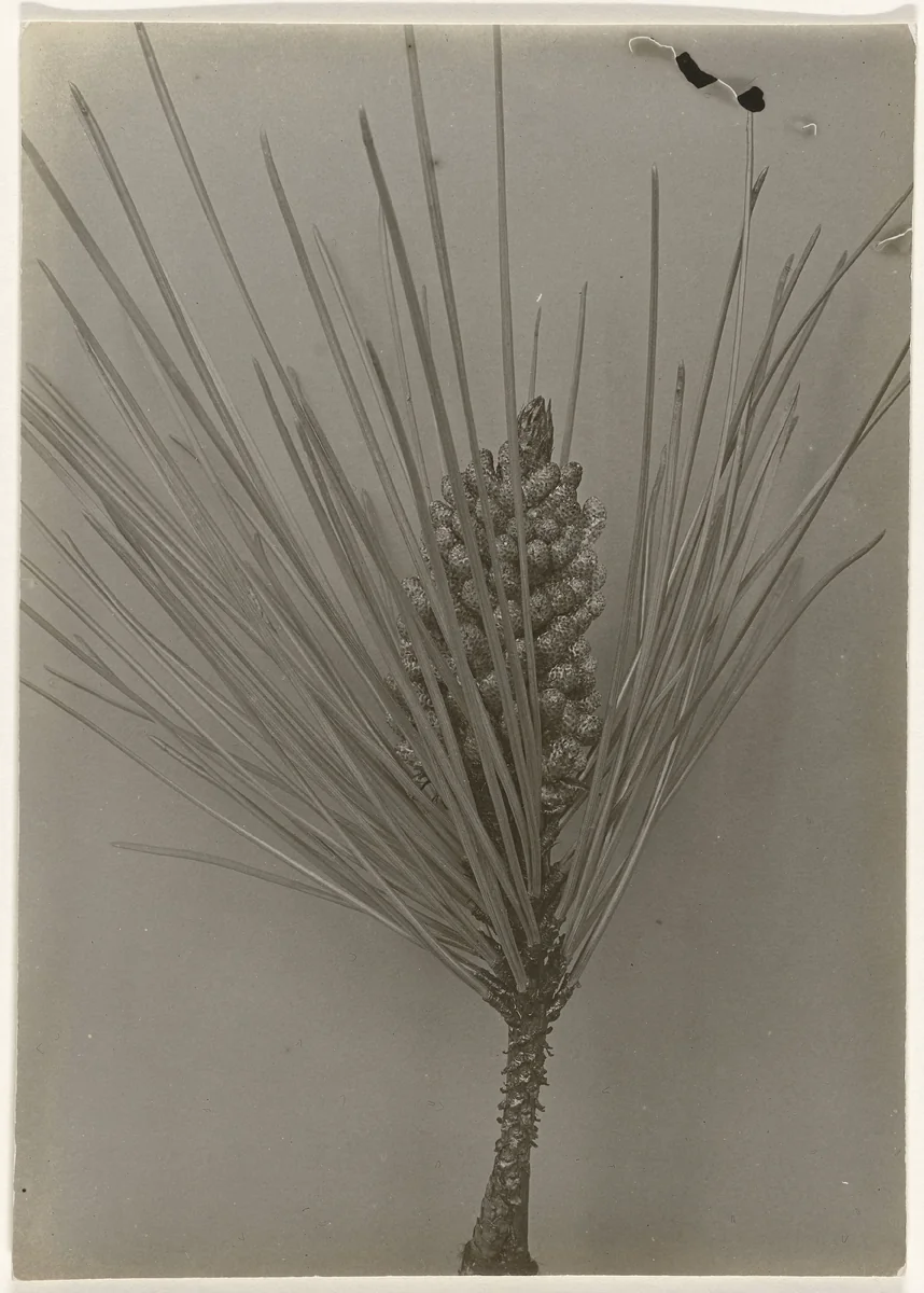 Detail van een Pinus Maritima tegen egale achtergrond by Richard Tepe, photograph, 1900-1940