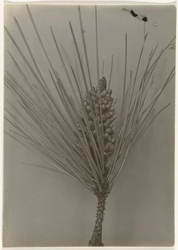 Detail van een Pinus Maritima tegen egale achtergrond by Richard Tepe, photograph, 1900-1940
