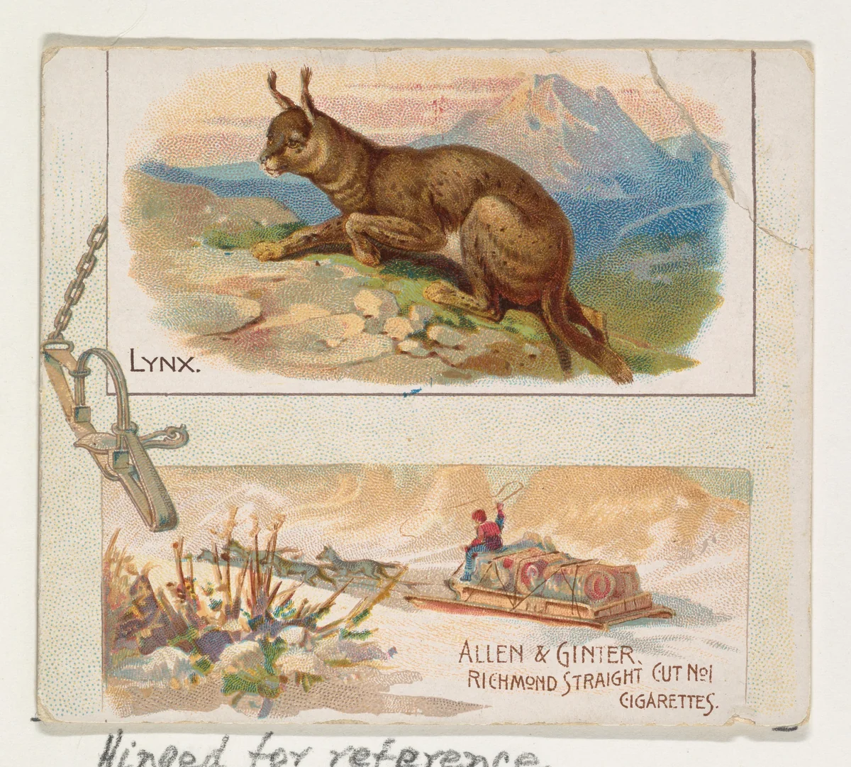 Lynx, from Quadrupeds series (N41) for Allen & Ginter Cigarettes by Allen & Ginter, print, 1890