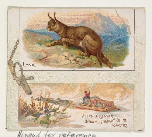 Lynx, from Quadrupeds series (N41) for Allen & Ginter Cigarettes by Allen & Ginter, print, 1890