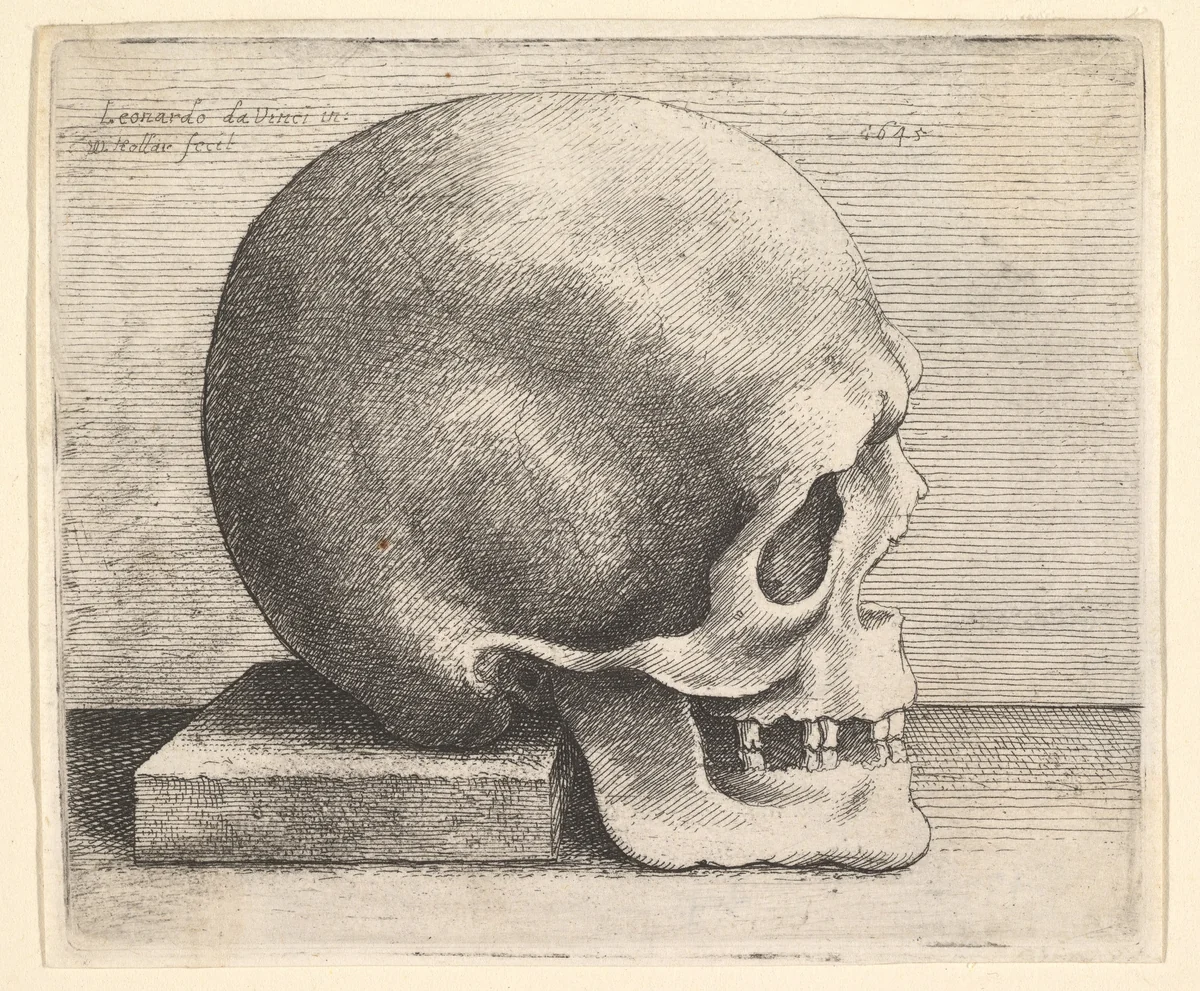 Skull in profile to right by Wenceslaus Hollar, print, 1645