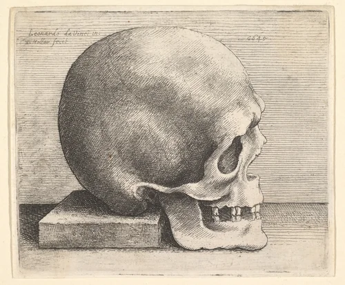 Skull in profile to right by Wenceslaus Hollar, print, 1645