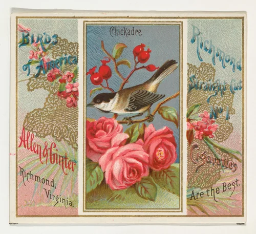 Chickadee, from the Birds of America series (N37) for Allen & Ginter Cigarettes by Allen & Ginter, print, 1888