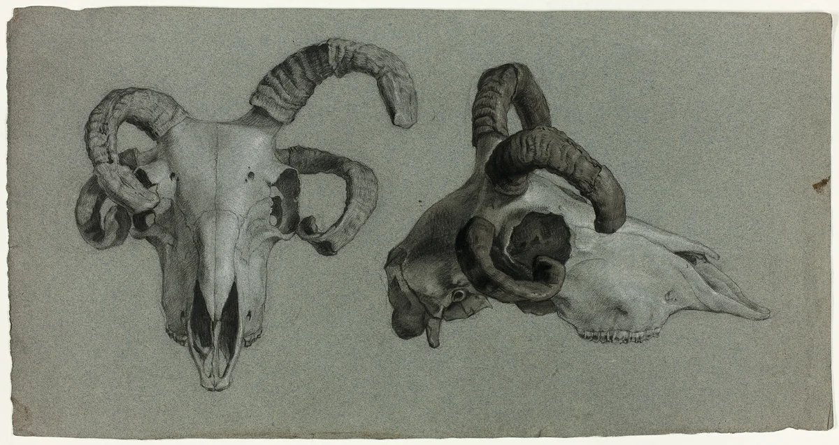 Rams' Skulls by George Hayter, drawing, 1812-1871