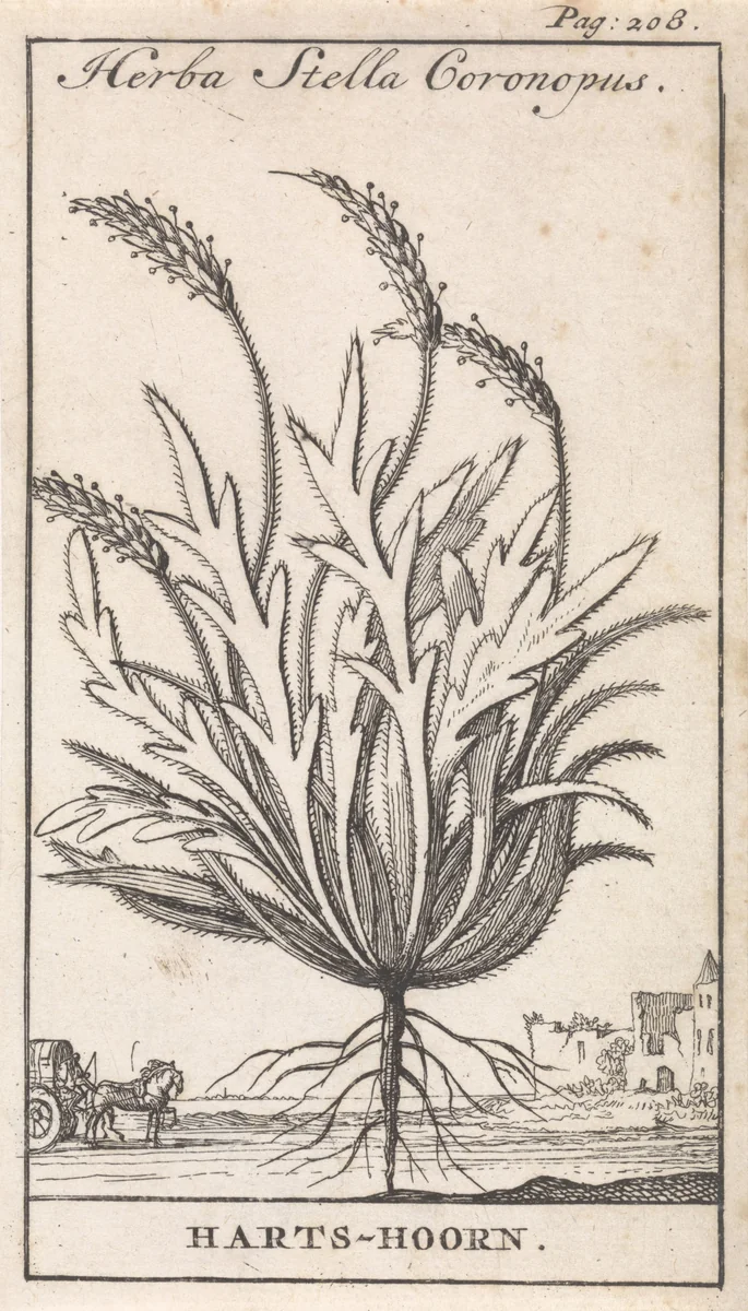 Hertshoorn by Caspar Luyken, print, 1698