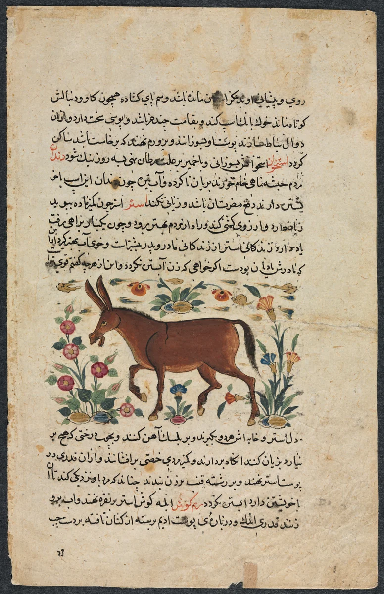 Khar (Ass), from a Nuzhat-nama-yi ala'i (Excellent Book of Counsel) of Shahmardan ibn Abi al-khayrr (verso) by Unknown, manuscript, 1400-1499