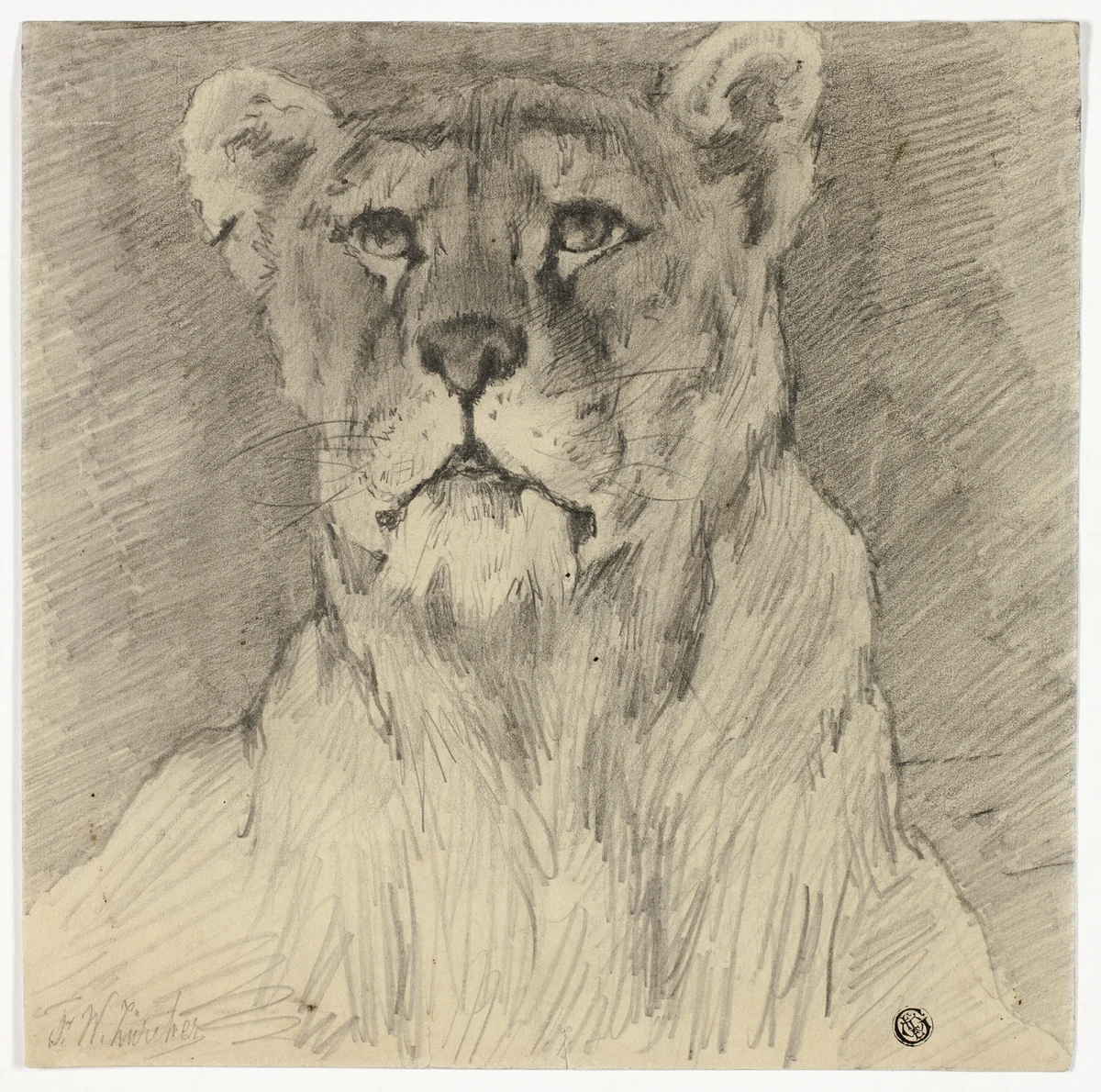Front View of Seated Lioness by Frederik William Zurcher, drawing, 1855-1894
