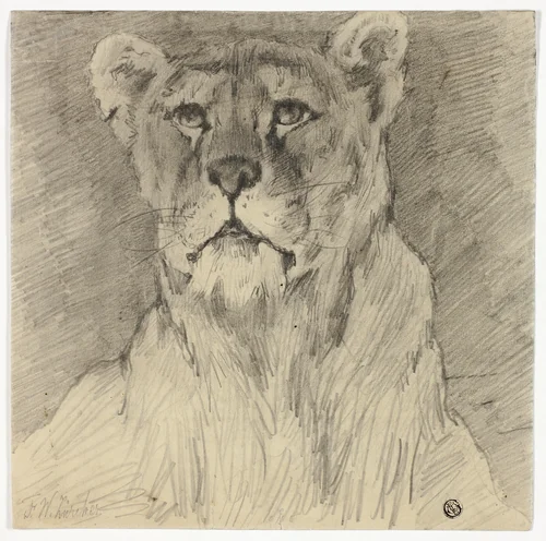 Front View of Seated Lioness by Frederik William Zurcher, drawing, 1855-1894