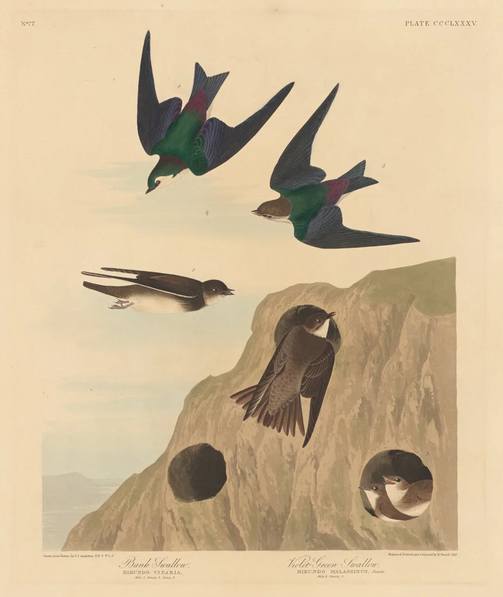 Bank Swallow and Violet-green Swallow by Robert Havell, Jr.; John James Audubon, print, 1837