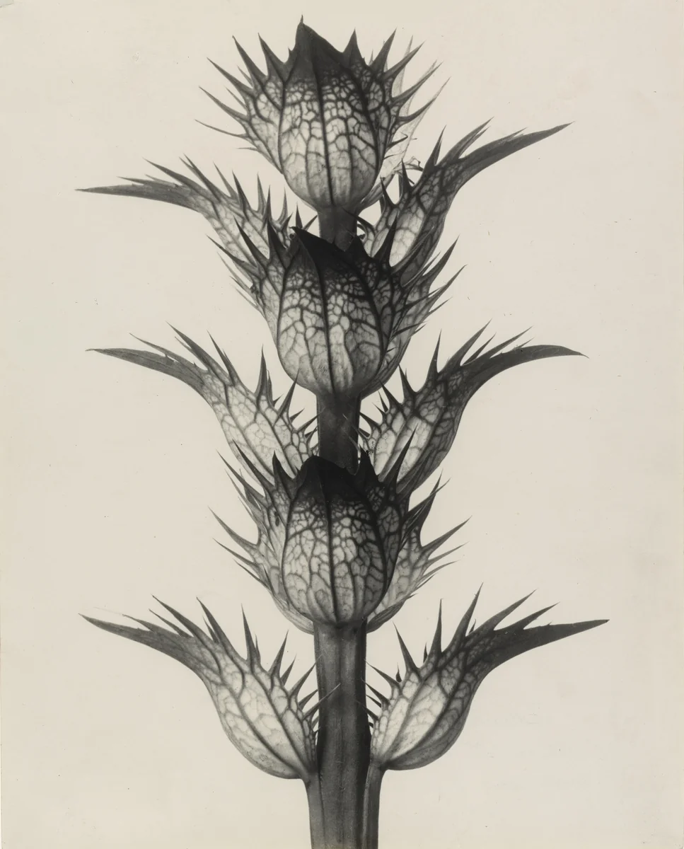 Acanthus mollis (Soft Acanthus, Bear's Breeches. Bracteoles with the Flowers Removed, Enlarged 4 Times) by Karl Blossfeldt, photograph, 1898
