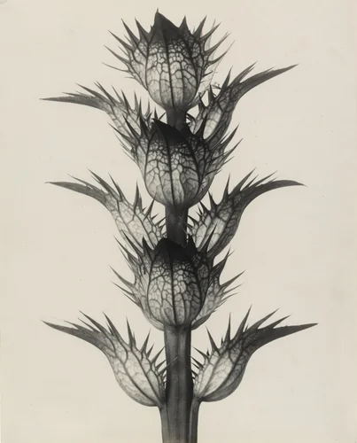 Acanthus mollis (Soft Acanthus, Bear's Breeches. Bracteoles with the Flowers Removed, Enlarged 4 Times) by Karl Blossfeldt, photograph, 1898