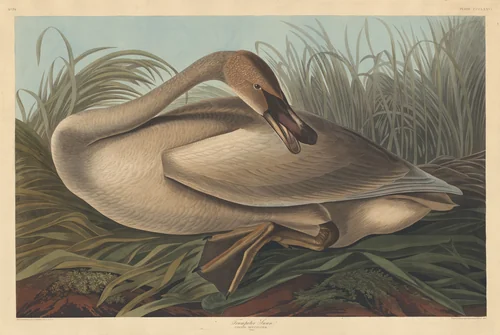 Trumpeter Swan by Robert Havell, Jr.; John James Audubon, print, 1837
