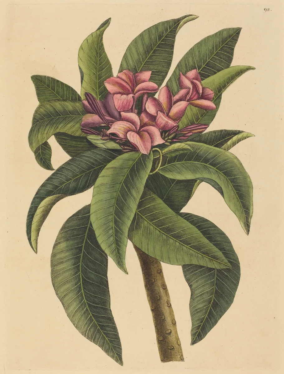 Red Frangipanni (Plumeria rubra) by Mark Catesby, print, 1731-1743