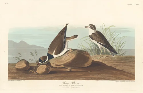Ring Plover by Robert Havell, Jr.; John James Audubon, print, 1836