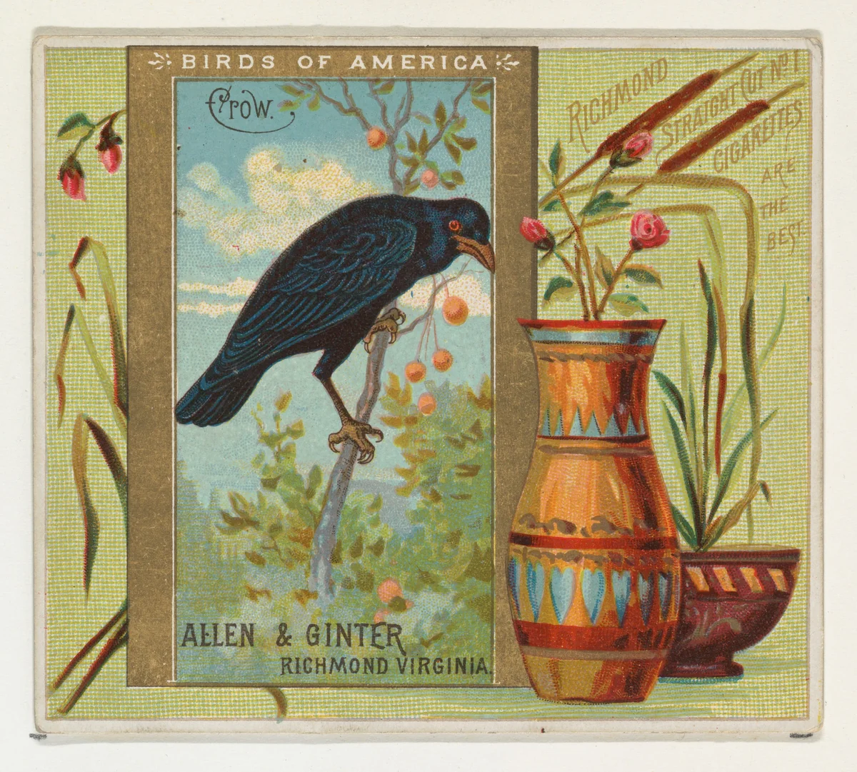 Crow, from the Birds of America series (N37) for Allen & Ginter Cigarettes by Allen & Ginter, print, 1888