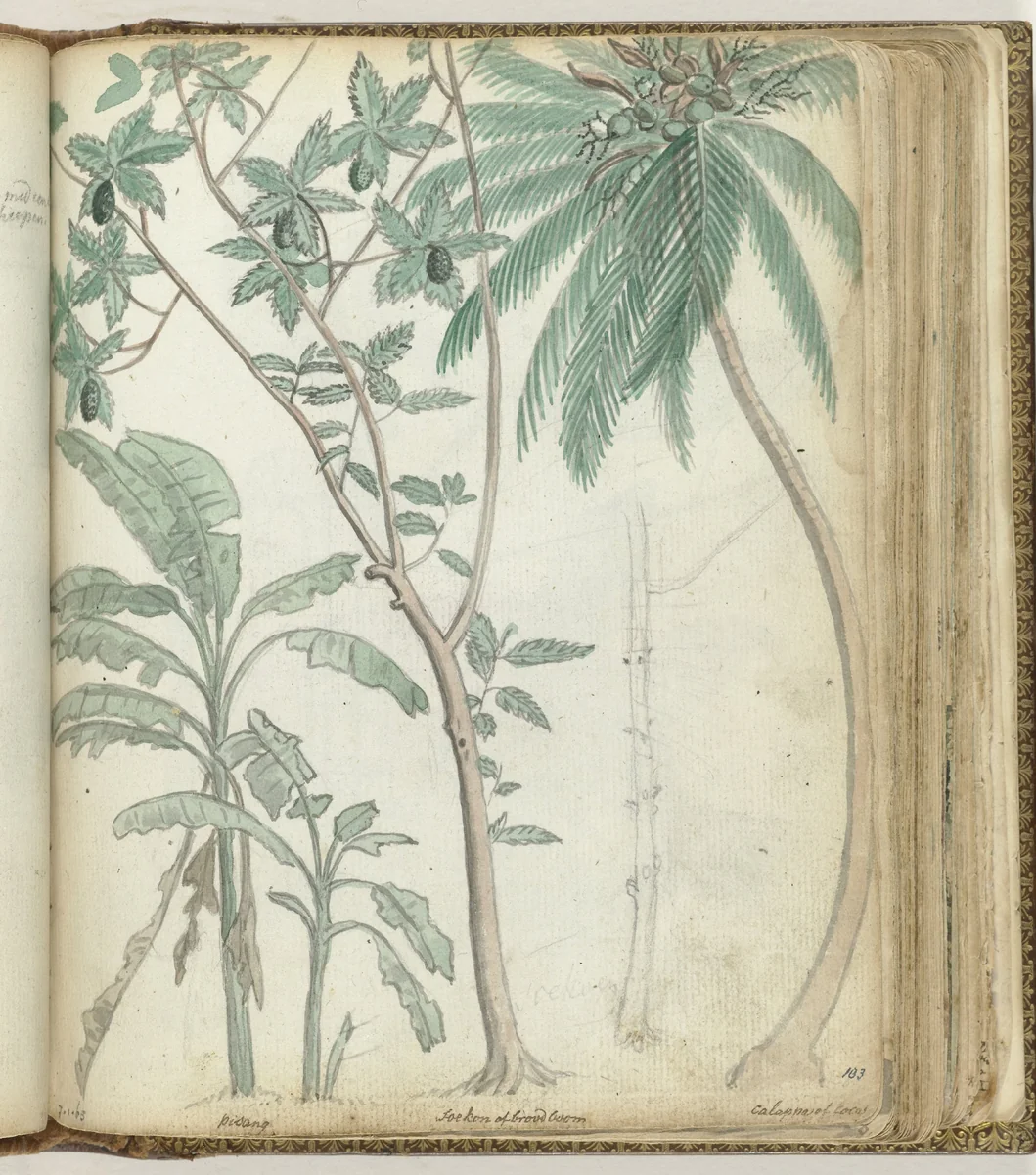 Tropische bomen by Jan Brandes, drawing, 1779-1787