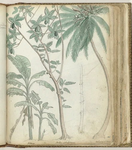 Tropische bomen by Jan Brandes, drawing, 1779-1787